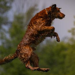 Boomer - Golden Retriever