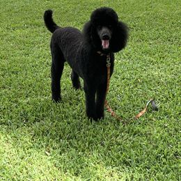 Poodle Puppies from Ocala Standard Poodles