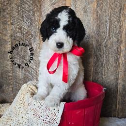Iron man - Black and white male Sheepadoodle puppy in Ashton, Idaho from Kerr Kanine Ranch