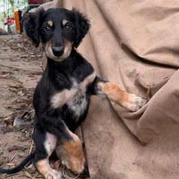 Omar - Taupe Boy - Black and tan male Saluki puppy in Los Angeles, California from Srinagar Salukis