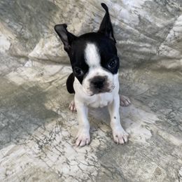 Barbara - Black and white female Boston Terrier puppy in Lake City, Florida from RuckerRun Boston Terriers