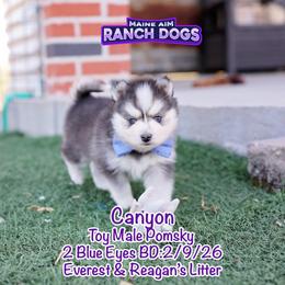 Canyon - Black and white male Pomsky puppy in Humeston, Iowa from M.A.R. Dogs