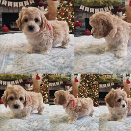 Red collar - Buff and white male Cockapoo puppy in Howell, Michigan from Robbin's Treasures