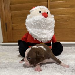 Red boy - Red male Boston Terrier puppy in Madera Acres, California from Muggin Bostons Terriers and Mini Dachshund