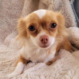 Jasmine - Chihuahua