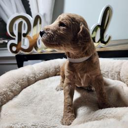 Fiona - Red  female Poodle puppy in Spartanburg, South Carolina from Taya's Pups