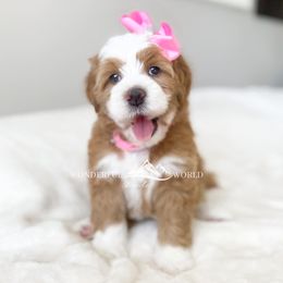 Bernedoodle and Cavapoo Puppies from Wonderful World Doodles