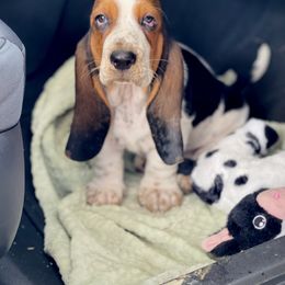 Basset Hound Puppies from Central Kentucky Basset Hounds
