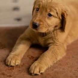 Golden Retriever Puppies from Mountain Reign Golden Retrievers