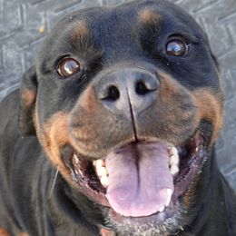 Girl 3 - female Rottweiler puppy in Charleston, West Virginia from Louisov Kennel