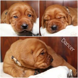 Dancer-White Female - Yellow female Labrador Retriever puppy in Twin Falls, Idaho from Whispering White Pines Labradors