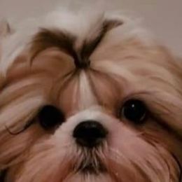 Willie - Shih Tzu