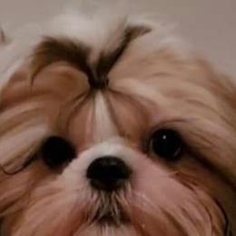 Willie - Shih Tzu
