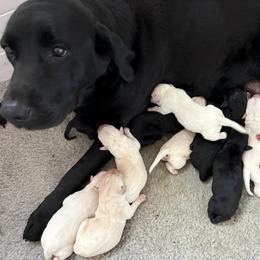 Girl 3 - Yellow female Labrador Retriever puppy in Turner, Maine from Bear Pond Retrievers