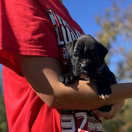 Avis - Brindle male Boxer puppy in Daviess County, Kentucky from Blissful Euro Boxers & French Bull Dogs