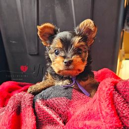 Lovey - Black and tan Yorkshire Terrier puppy in Brooklyn, New York from York Terrier Treasures