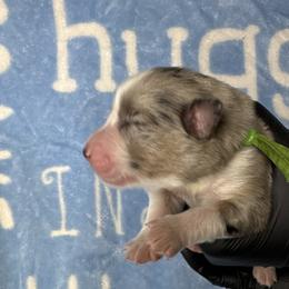 Australian Shepherd Puppies from Good Karma Aussies