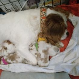 Cavalier King Charles Spaniel Puppies from Meraki Cavs