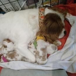 Cavalier King Charles Spaniel Puppies from Meraki Cavs