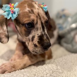 Beatrix - Harlequin female Great Dane puppy in Hutchinson, Kansas from Dappled Danes