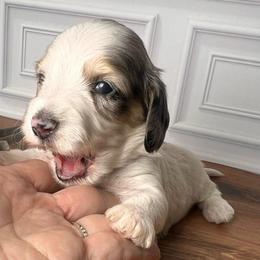 Grey - Dapple male Dachshund puppy in Miami, Florida from Maitime Dachshund