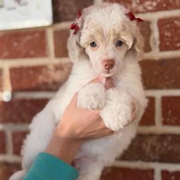 Reba - Parti female Poodle puppy in Lavonia, Georgia from Peach Blossom Kennels