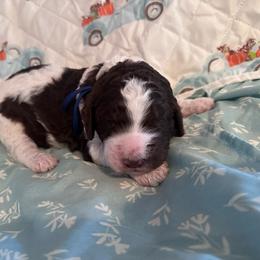 Reef - Parti male Goldendoodle puppy in Greensboro, Georgia from B’s Doodles