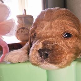 Dogzilla - Golden male Cockapoo puppy in Indiahoma, Oklahoma from Phamily Doodles
