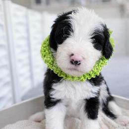 Clover - Brown and white female Sheepadoodle puppy in Rocky Point, North Carolina from CelticDoods