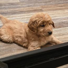 Comet (yellow collar), now Max - Dark golden male Golden Retriever puppy in Tenino, Washington from Oak River Goldens'