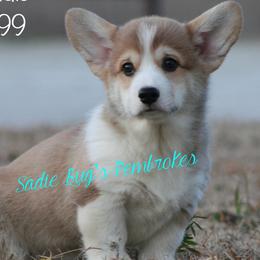 Pembroke Welsh Corgis from Sadie Bug's Pembroke Welsh Corgis