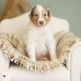 Duke - White male Collie puppy in Blacksburg, Virginia from Blackberry Hills Cattle dogs and Collies
