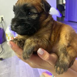 Boy 3 - Wheaten male Soft Coated Wheaten Terrier puppy in Casselberry, Florida from Timberlane