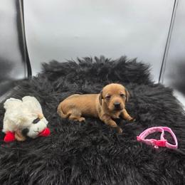 Lori - Sable female Dachshund puppy in Dade City, Florida from Kingpindoxies