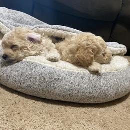 Poodle Puppies from Diaz Poodles