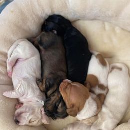 Dachshund Puppies from Hidden Oaks Dachshunds