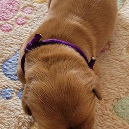 Purple - Dark golden female Golden Retriever puppy in Bellevue, Michigan from Double D Ranch Golden Retrievers LLC