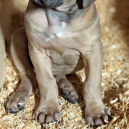 Boerboel Puppies from Askuwheto Boerboels