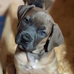 Boerboel Puppies from Askuwheto Boerboels