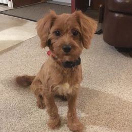 Penny - Cavapoo