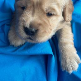 Golden Retriever Puppies from Chevaline Goldens