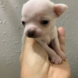 Tiny - Cream and white male Chihuahua puppy in New Port Richey, Florida from The Wolf Pack