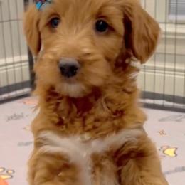 Assorted Doodle Crosses, Bernedoodles, and Goldendoodles from T.M. Poodles & Doodles