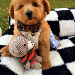 Valentino - Apricot male Maltipoo puppy in Sugar Land, Texas from Celebrity Maltipoos