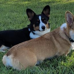 Cardigan Welsh Corgis from Cardigan Cottage