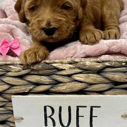 Pink Male - Apricot male Goldendoodle puppy in Great Falls, Montana from Montana Goldendoodles