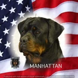 LAKEVIEW'S MANHATTAN - Black and mahogany male Rottweiler puppy in Dawson Springs, Kentucky from Lakeview Rottweilers