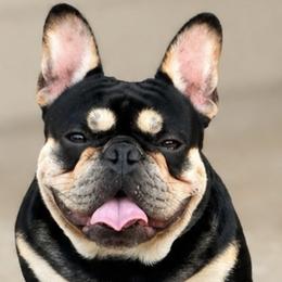 Hermes - French Bulldog