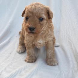 Girl 2 - Red female Bernedoodle puppy in Amherst, Nebraska from Pile Family Goldendoodles