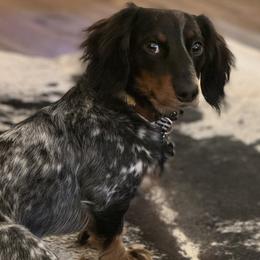 Dachshunds from Sarah Linsenmeyer